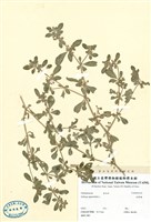 藏品(假繁縷)的圖片